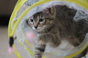 Miles -  Domestic Short Hair Cat for Adoption in Denver, Colorado - Miles | PetCurious