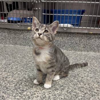 Nehi -  Domestic Short Hair Cat for Adoption in Falls Church, Virginia - Nehi | PetCurious