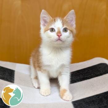 FloobertyDuberty -  Domestic Short Hair Cat for Adoption in Toledo, Ohio - FloobertyDuberty | PetCurious