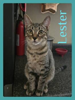 LESTER -  Tabby Cat for Adoption in Lawton, Oklahoma - LESTER | PetCurious