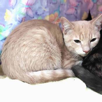Domestic Short Hair Cats Available for Adoption - Peter Brady | PetCurious