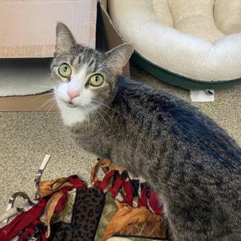 Lulu -  Domestic Short Hair and Mixed Breed Cat for Adoption in Chicago, Illinois - Lulu | PetCurious
