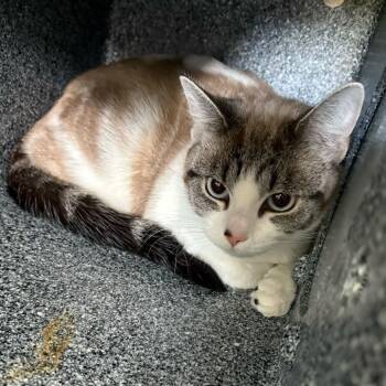 Bonnie -  Domestic Short Hair Cat for Adoption in Dover, New Hampshire - Bonnie | PetCurious