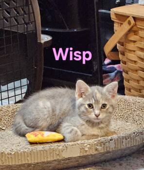 Wisp -  Domestic Short Hair Cat for Adoption in Hartville, Ohio - Wisp | PetCurious