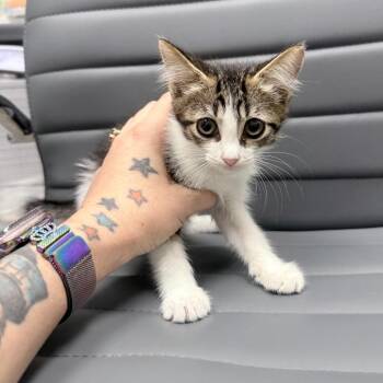 Lamborghini -  Domestic Short Hair Cat for Adoption in Jupiter, Florida - Lamborghini | PetCurious