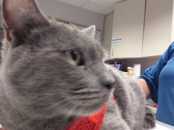 Domestic Short Hair Cats Available for Adoption in St. Cloud, Florida - STU | PetCurious