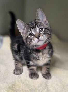 Maxine -  Domestic Short Hair Cat for Adoption in Westland, Michigan - Maxine | PetCurious