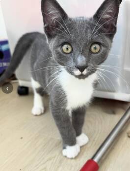 Tripper -  Domestic Short Hair Cat for Adoption in Larkfield-wikiup, California - Tripper | PetCurious