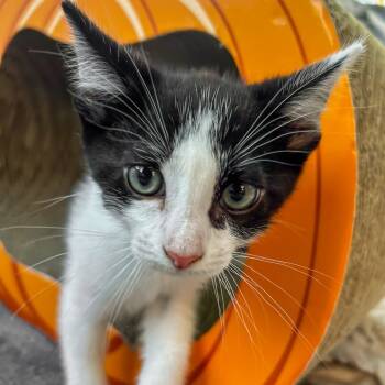 Rescue Domestic Short Hair Cats for Adoption in Brea, California - Renegade | PetCurious