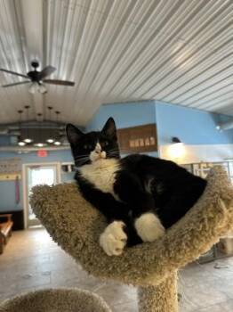 Broccoli bonded to Mustasheo -  Domestic Short Hair Cat for Adoption in Verona, Wisconsin - Broccoli Bonded To Mustasheo | PetCurious