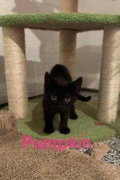 Rescue Domestic Short Hair Cats for Adoption in Port Barrington, Illinois - Pumpkin | PetCurious