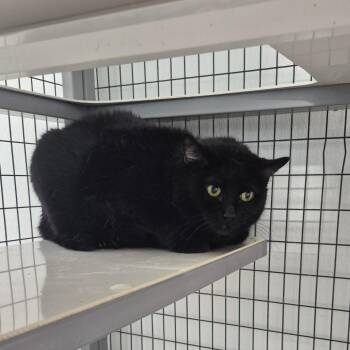 Jinx -  Bombay Cat for Adoption in Kingman, Kansas - Jinx | PetCurious