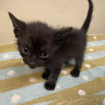 Doja -  Domestic Short Hair Cat for Adoption in Pasadena, California - Doja | PetCurious