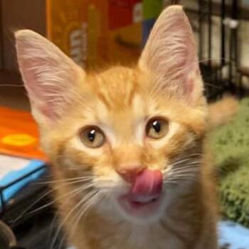 Jack -  Domestic Short Hair Cat for Adoption in NEW PT RICHEY, Florida - Jack | PetCurious