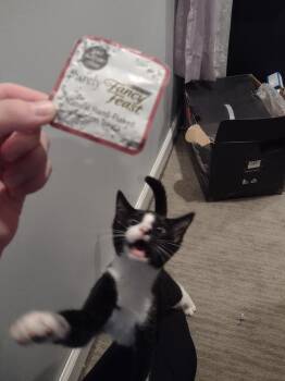 Coconut -  Domestic Short Hair Cat for Adoption in Lorain, Ohio - Coconut | PetCurious