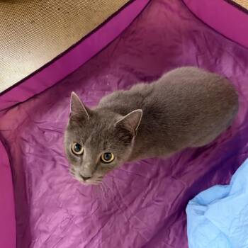 Viola -  Domestic Short Hair Cat for Adoption in Gibsonia, Pennsylvania - Viola | PetCurious