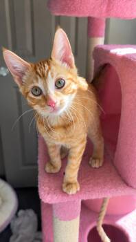 Fred M -  Tabby Cat for Adoption in Fresno, California - Fred M | PetCurious