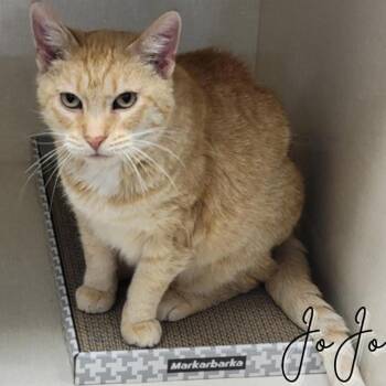 Rescue Domestic Short Hair Cats for Adoption in Janesville, Wisconsin - JoJo | PetCurious