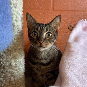 Bob -  Domestic Short Hair Cat for Adoption in Sarasota, Florida - Bob | PetCurious