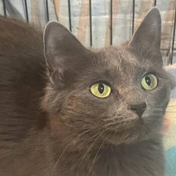 Mochi -  Domestic Medium Hair and Russian Blue Cat for Adoption in Grand Rapids, Minnesota - Mochi | PetCurious