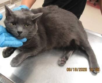 Moona(687) -  Domestic Short Hair Cat for Adoption in Marietta, Georgia - Moona(687) | PetCurious