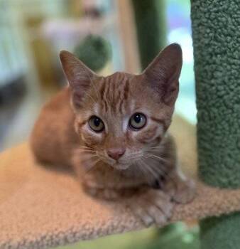 Omelette -  Domestic Short Hair Cat for Adoption in Midland, Virginia - Omelette | PetCurious