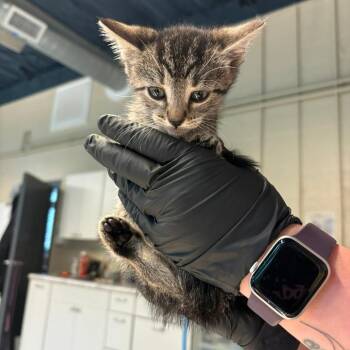 Domestic Short Hair Cats Available for Adoption in Huntington, West Virginia - Eris | PetCurious
