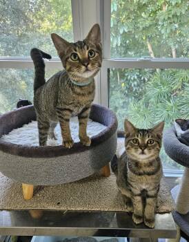 Rescue Domestic Short Hair Cats for Adoption in Melbourne, Florida - Gobi And Mojave | PetCurious