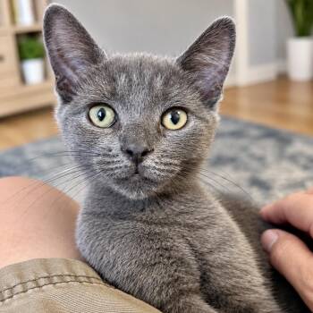 Dumpling -  Russian Blue and Domestic Short Hair Cat for Adoption in Bethel, Connecticut - Dumpling | PetCurious