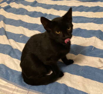 Rescue Domestic Short Hair Cats for Adoption in Macedonia, Ohio - Rawrence Bonded With Ronnie | PetCurious