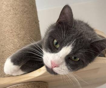 Milano -  Domestic Short Hair Cat Available for Adoption in Laramie, Wyoming - Milano | PetCurious