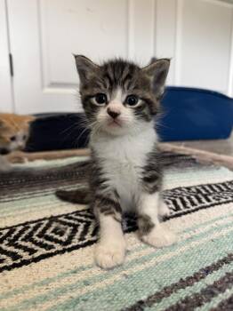 Beaker -  Domestic Short Hair Cat for Adoption in Bolivar, Missouri - Beaker | PetCurious