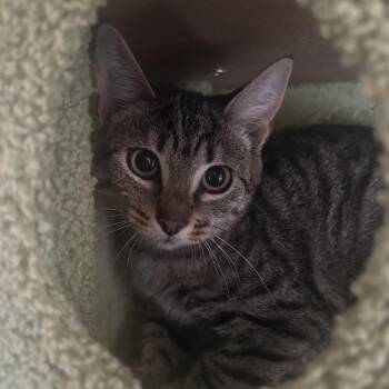Bea Arthur -  Domestic Short Hair Cat for Adoption in Bedford, New Hampshire - Bea Arthur | PetCurious