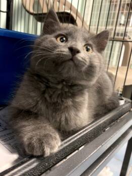 Rescue Domestic Long Hair Cats for Adoption in Cortland, New York - Jasper | PetCurious