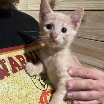 Jenny Dyal-EC -  Domestic Short Hair Cat for Adoption in Tallahassee, Florida - Jenny Dyal-EC | PetCurious