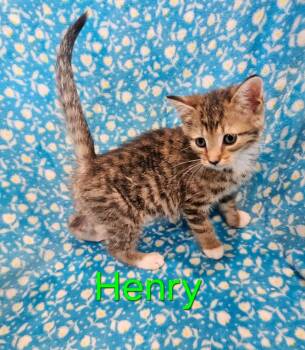 Henry -  Domestic Short Hair Cat Available for Adoption in Johnson City, Tennessee - Henry | PetCurious