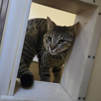 Mugsey 26-198 -  Domestic Short Hair Cat for Adoption in Tawas City, Michigan - Mugsey 26-198 | PetCurious