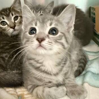 Domestic Short Hair Cats Available for Adoption in Marshall, Virginia - Jolene | PetCurious