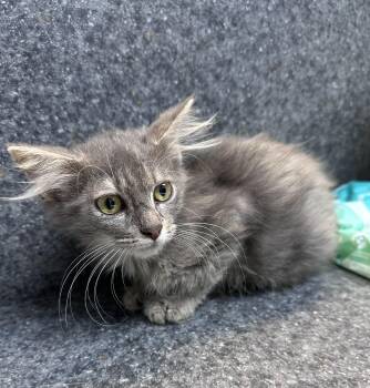 Skylar -  Domestic Medium Hair Cat for Adoption in Dyersburg, Tennessee - Skylar | PetCurious