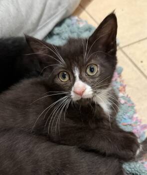 Winston -  Domestic Short Hair Cat for Adoption in East Hanover, New Jersey - Winston | PetCurious