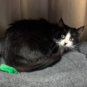 Domestic Long Hair Cats Available for Adoption in Los Angeles, California - Flower | PetCurious