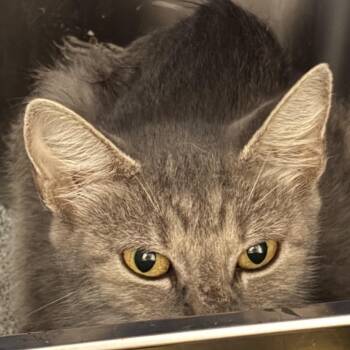 Sage -  Domestic Short Hair Cat for Adoption in San Antonio, Texas - Sage | PetCurious
