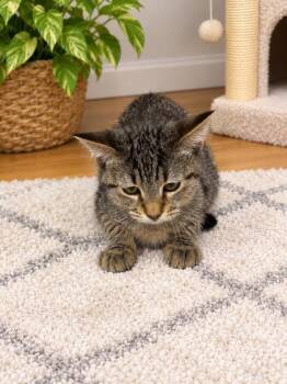 Cola -  Domestic Short Hair Cat for Adoption in Paducah, Kentucky - Cola | PetCurious