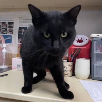 Domestic Short Hair Cats Available for Adoption - Loving Little Guy | PetCurious