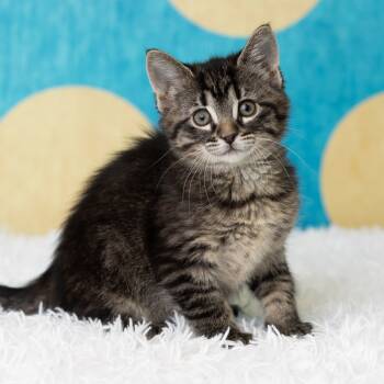 Rescue Domestic Short Hair Cats for Adoption in Saint Paul, Minnesota - Magdalene | PetCurious