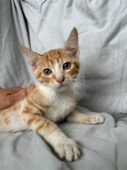 Colby -  Domestic Short Hair Cat for Adoption in Corpus Christi, Texas - Colby | PetCurious