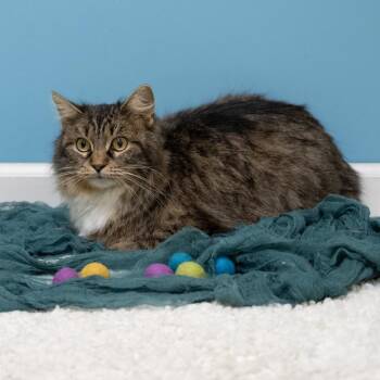 Domestic Medium Hair Cats Available for Adoption - Elizabeth | PetCurious