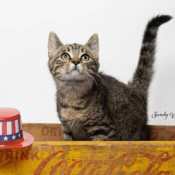 Chicken Nugget -  Domestic Short Hair Cat for Adoption in Tipton, Indiana - Chicken Nugget | PetCurious
