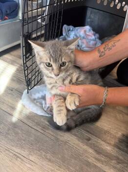 Serrano -  Domestic Short Hair Cat for Adoption in Liverpool, New York - Serrano | PetCurious