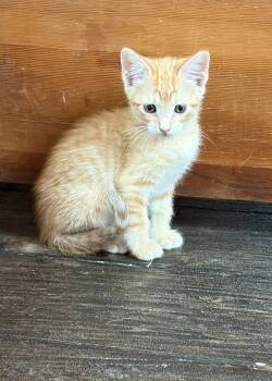 Moore -  Tabby Cat for Adoption in Paulina, Louisiana - Moore | PetCurious